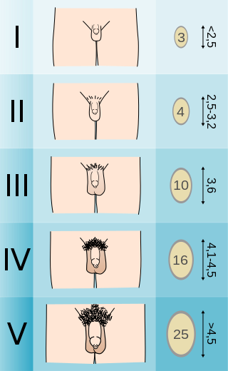 File:Tanner scale male intact.svg