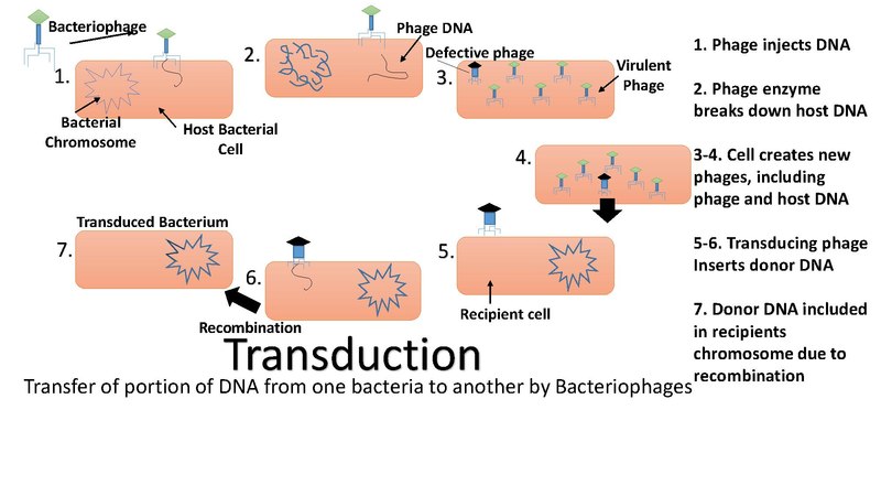 Archivo:Transduction image.pdf