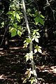 Virginia Creeper, Parthenocissus quinquefolia