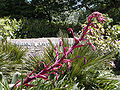 Beschorneria inflorescence