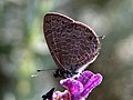 The Common Lineblue (Prosotas nora) in Bangalore