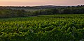 Vineyards of Istria