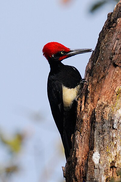 File:WhiteBelliedWoodpecker.JPG