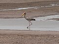 A yellow-billed stork