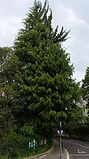 Cedar (Cedrus)