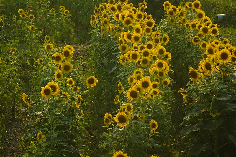 File:2017-07-15 Ono-himawarino-oka-park (小野市立ひまわりの丘公園) ☆彡11.jpg