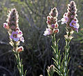 Miniatura para Hemiphora