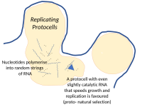 Nucleotides in a protocell in a hydrothermal vent can polymerise into random strings of RNA. Any that have even slight catalytic activity will favour the growth and replication of their protocells, a start to natural selection.[249]