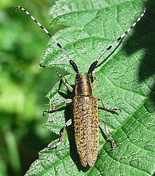 Agapanthia villosoviridescens up.JPG