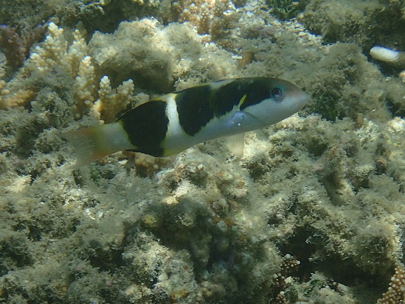 File:Blackbarred wrasse.jpg