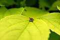 Coccinella septempunctata