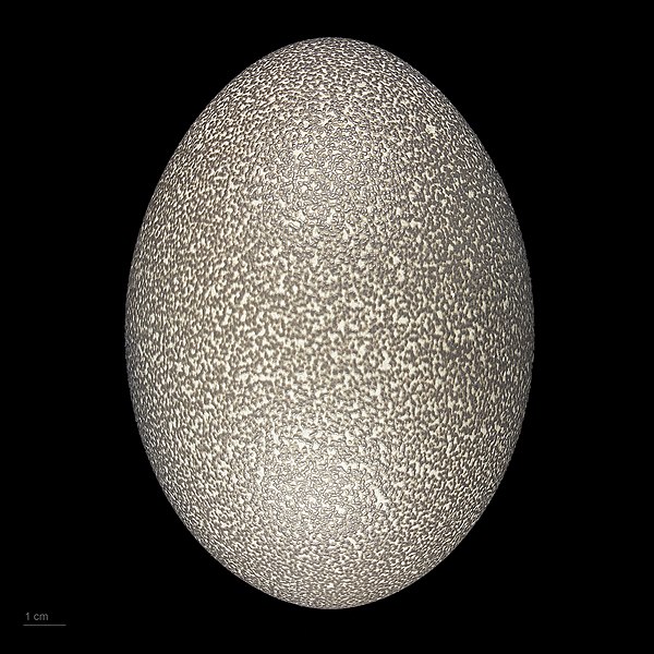 Файл:Dromaius novaehollandiae MHNT.ZOO.2010.11.1.7.jpg