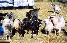 EARLY ANGBA NIGORA GOATS.jpg