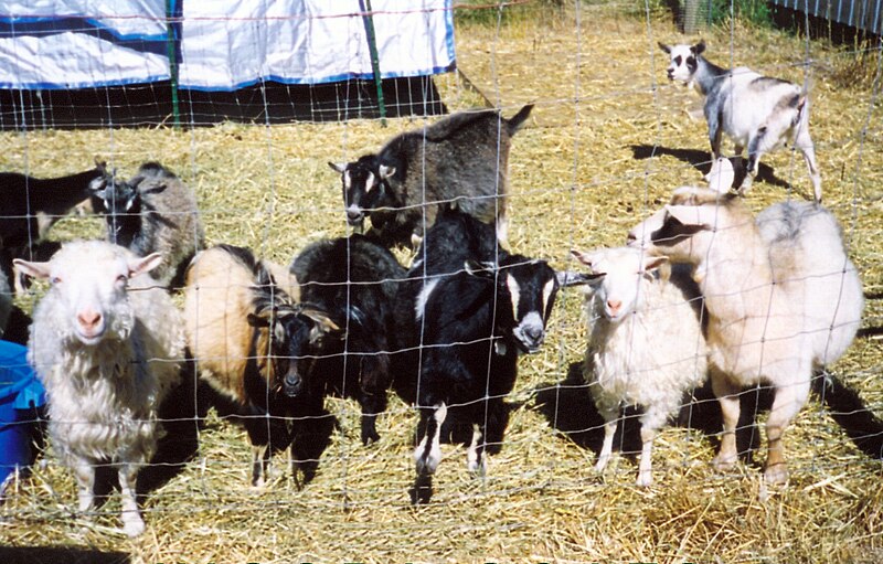 File:EARLY ANGBA NIGORA GOATS.jpg