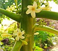 Flowers and flower buds