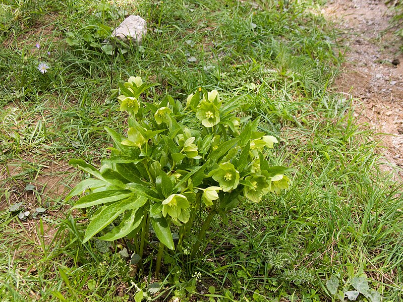 File:Helleborus cyclophyllus.jpg