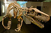 Skeletal mount of Herrerasaurus.