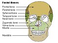 Facial bones.