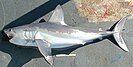 Porbeagle