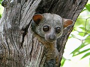 Gray lemur