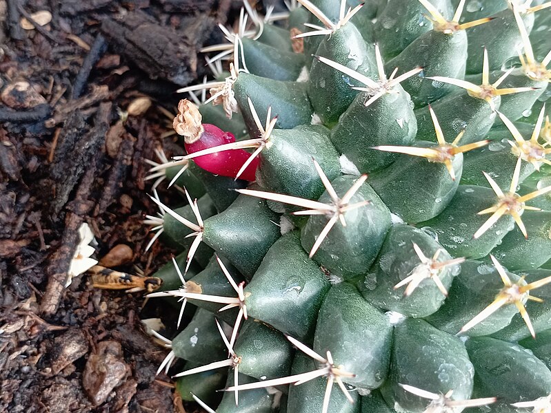 File:Mammillaria magnimamma, chilito (fruto).jpg