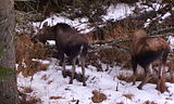 (9 months) this calf is almost ready to leave its mother