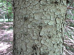 The bark is thin and scaly, flaking off in small roundish plates.