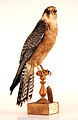 Red-footed falcon