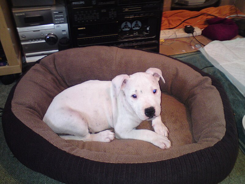 File:Staffy Pup.jpg