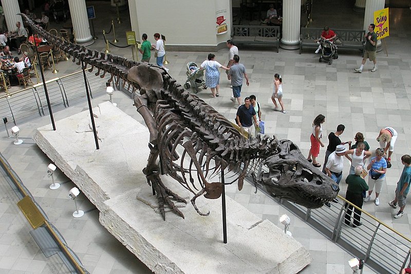 File:Sue at Field Museum.jpg