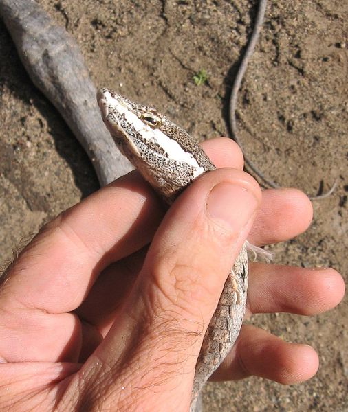 File:Thelotornis capensis mossambicanus.jpg