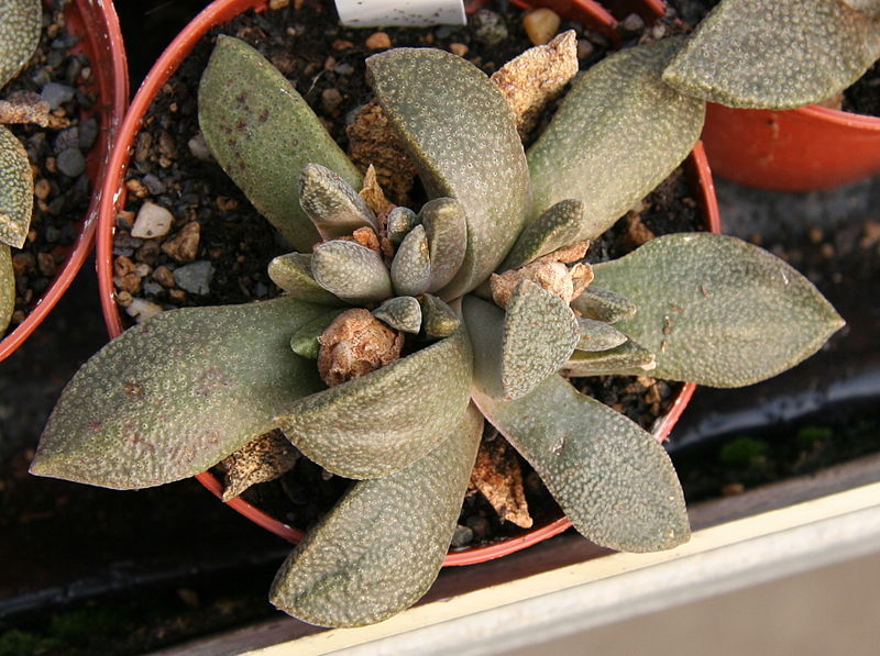 Файл:Aloinopsis rubrolineata 2.jpg