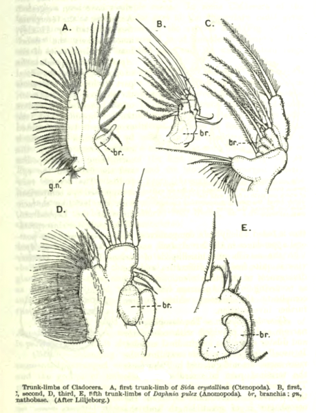 File:CladoceraTrunkLimbs.png