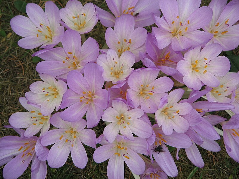 Файл:Colchicum byzantinum clump.jpg