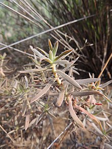 Crassula cymosa leaves.jpg