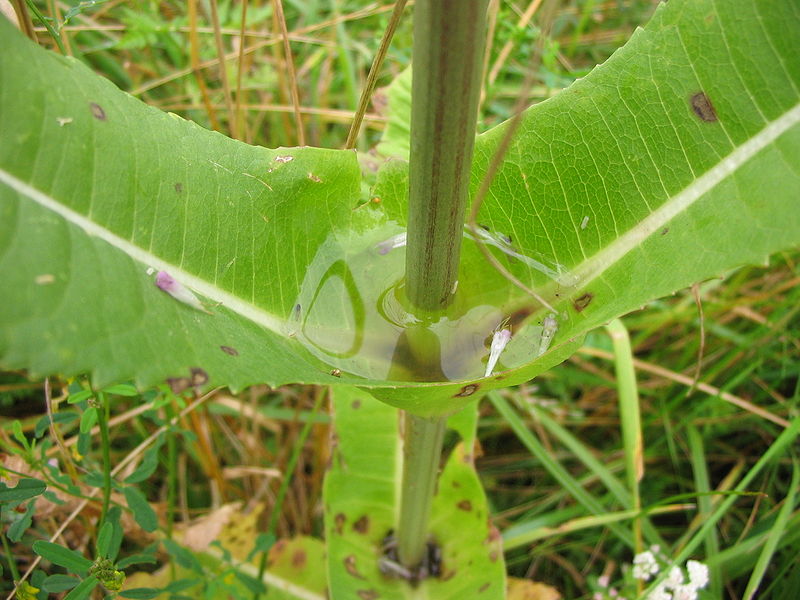 File:Dipsacus-fullonum-water-storage.jpg