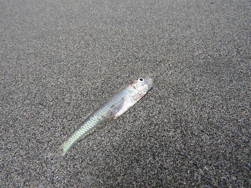 File:Dogtooth herring.jpg