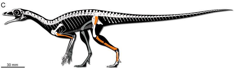 File:Faxinalipterus skeletal.png