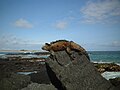 Galapagos Iguana