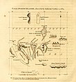 Image 28The chart of the Galápagos published by the English pirate William Ambrosia Cowley in 1684, the source of many of the islands' English names (from Galápagos Islands)