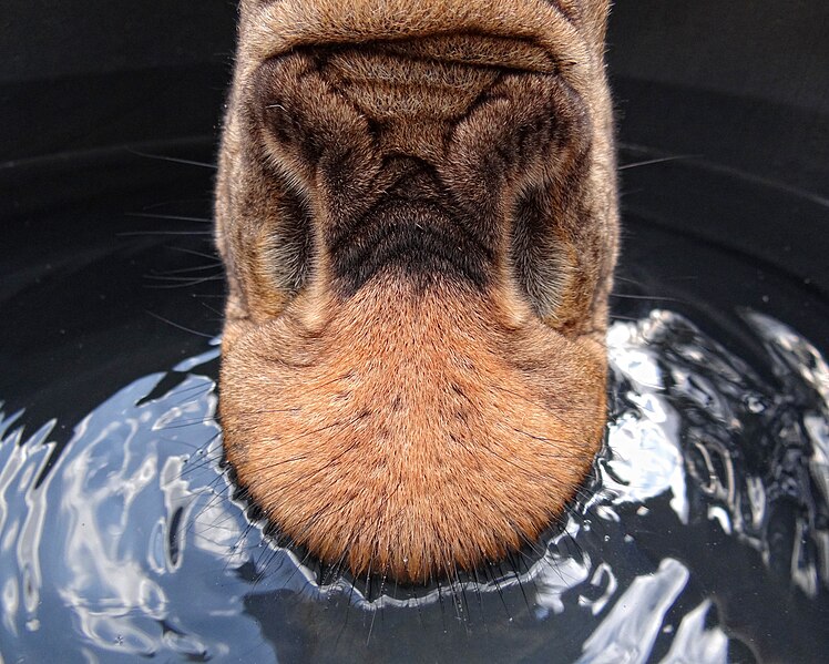 File:Giraffe-Drinking-Nairobi.JPG