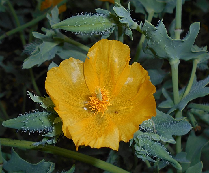 Archivo:Glaucium flavum 2015-06-16 442.JPG