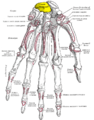 Bones of the left hand. Volar surface.