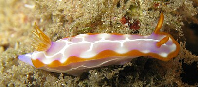 Hypselodoris iacula