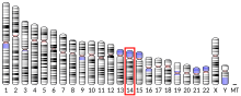 Ideogram human chromosome 14.svg