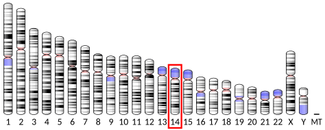 Файл:Ideogram human chromosome 14.svg