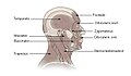 Muscles of head and neck.