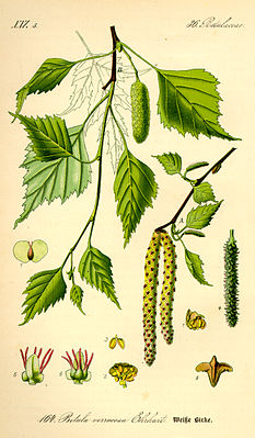 Betula pubescens