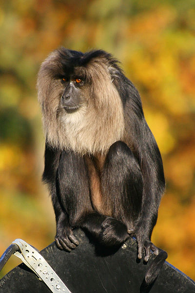 Файл:Lion-tailed Macaque.jpg