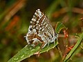 Imago, underside